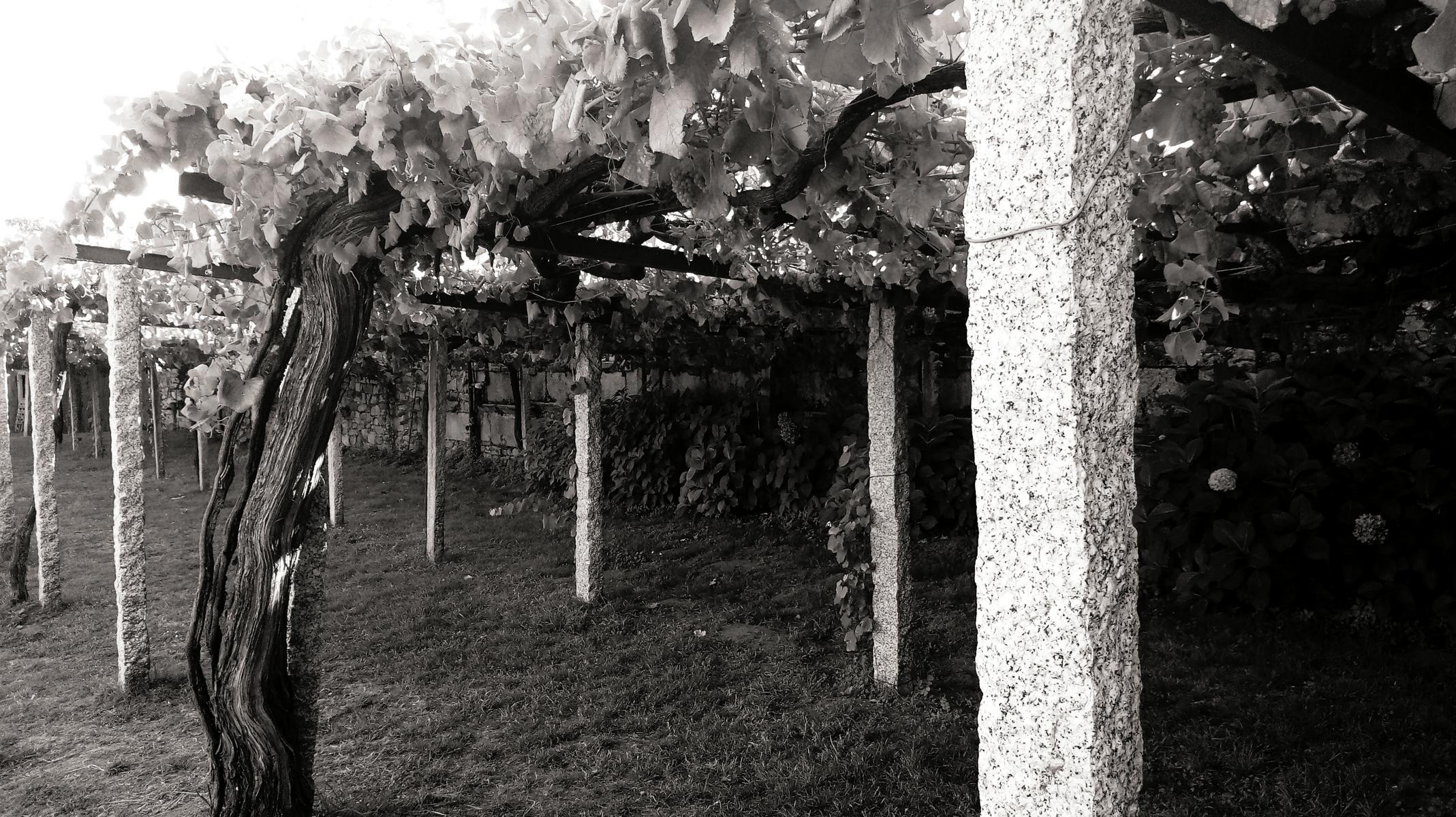 Weinbau im Pergola-System in den Rias Baixas